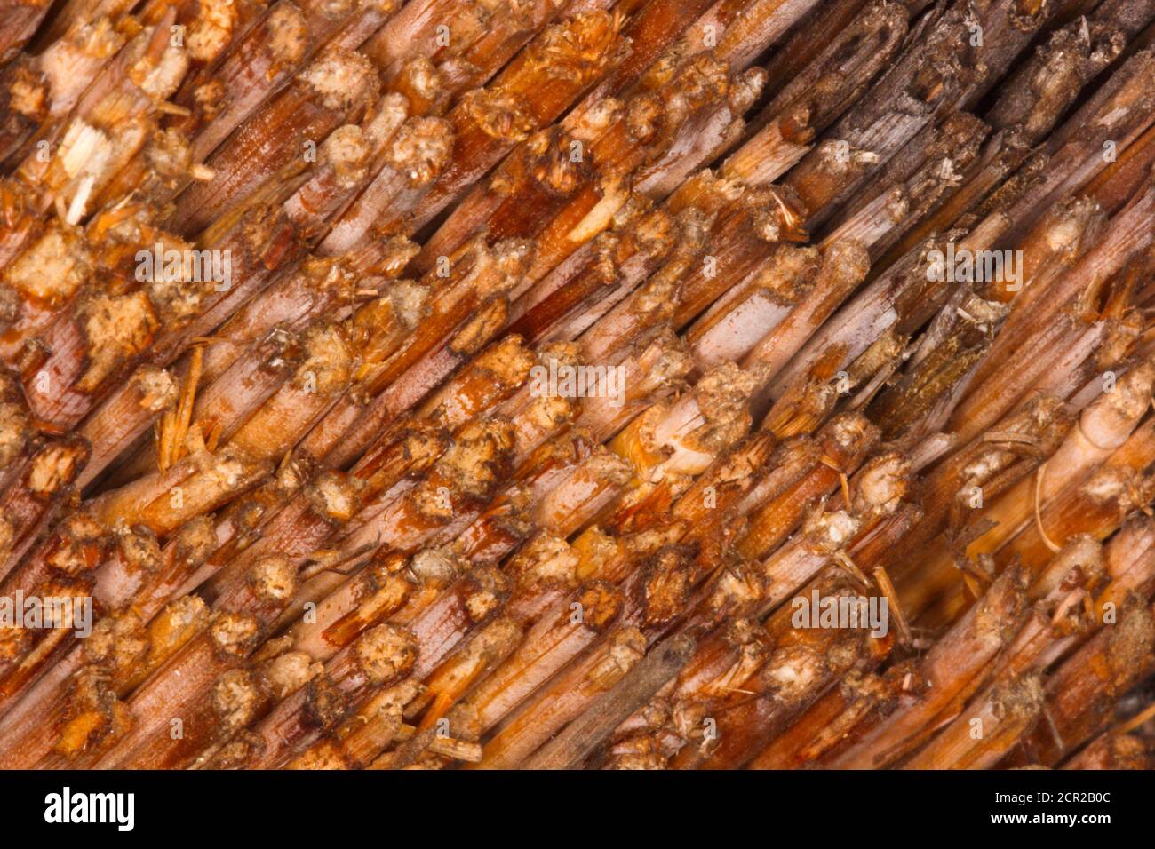 Telaio per erba gialla con taglio grezzo (Hyparrhenia hirta) Foto Stock