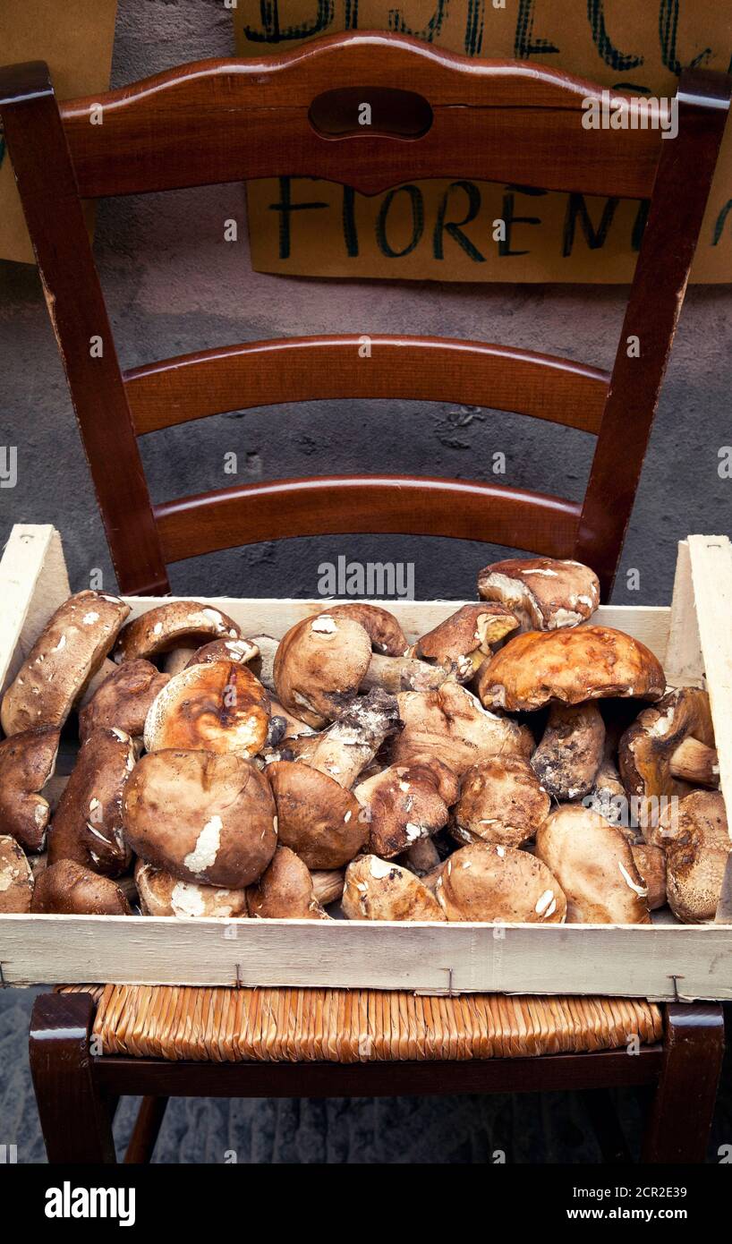 Crate, funghi porcini, Pistoia, Toscana, Italia Foto Stock