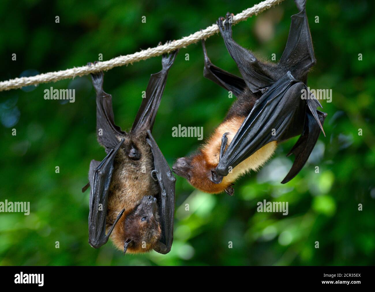 Due pipistrelli di frutta (Pteropus sp.), avvenimento in Asia sudorientale, prigioniero, Germania Foto Stock