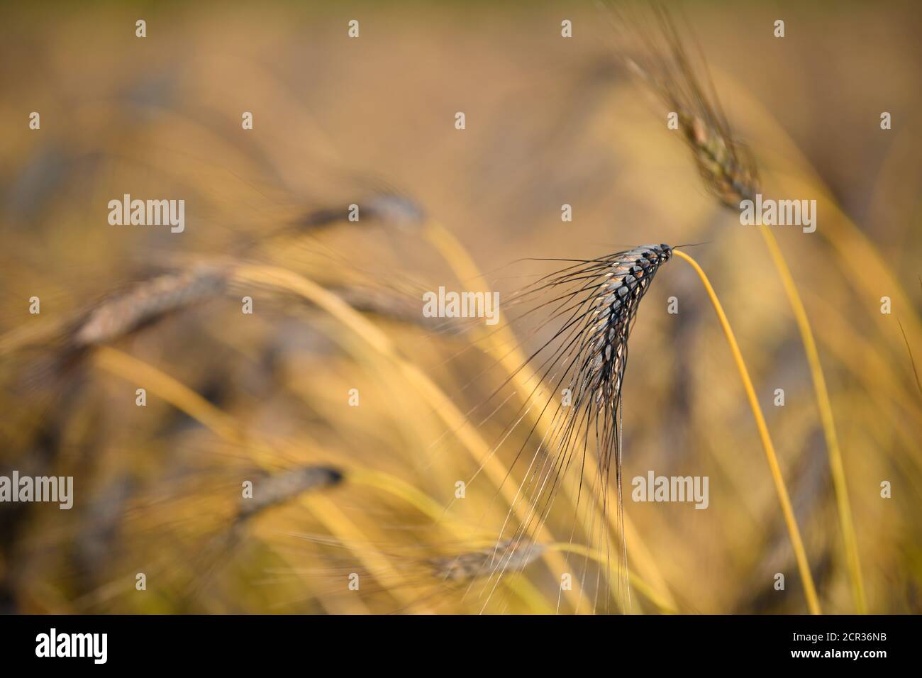 Emer nero (Triticum dicoccum), anch'esso a due grani, una delle più antiche specie di grano coltivato, spighe di grano in un campo di grano, Baden-Württemberg, Foto Stock