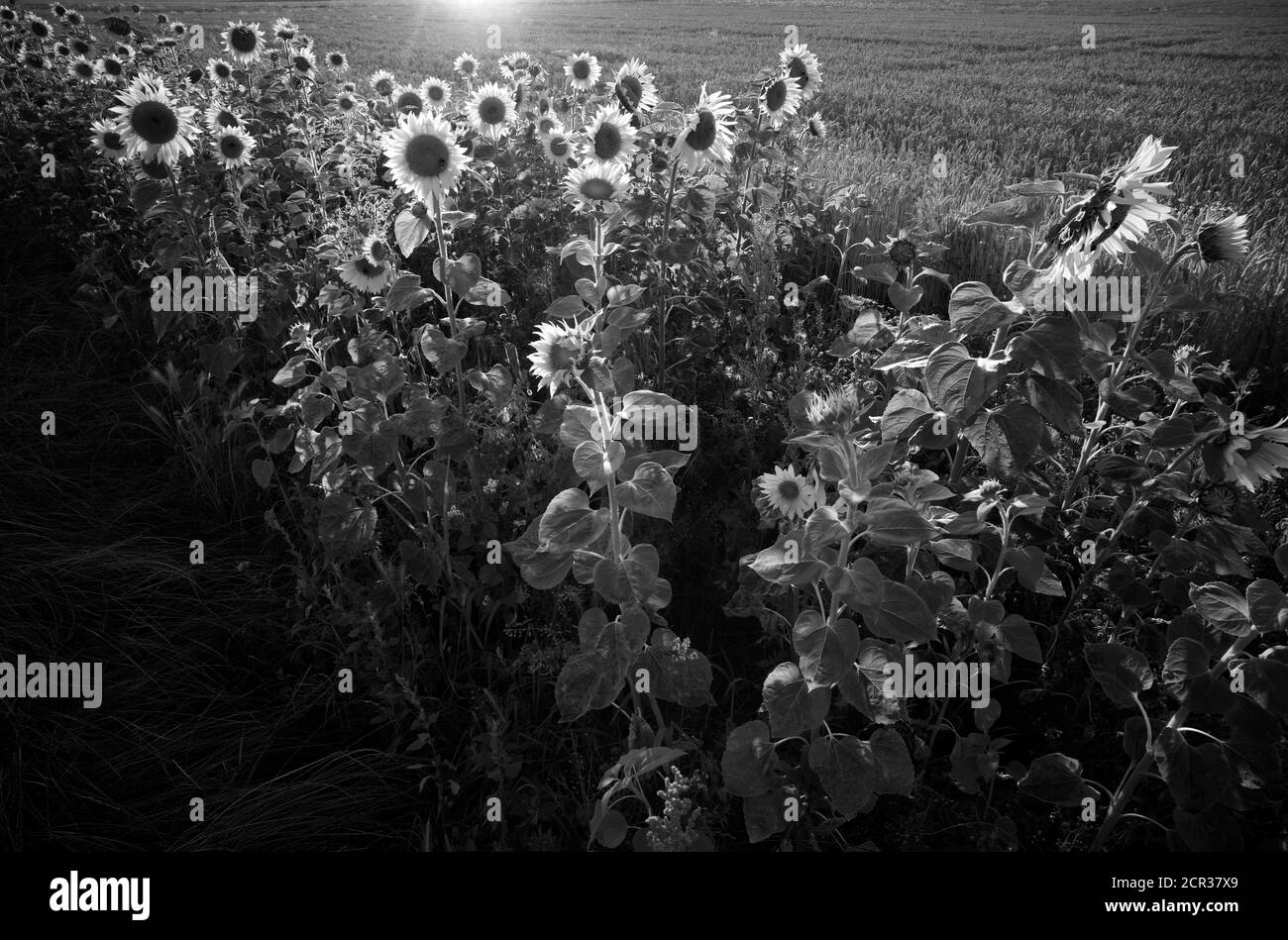 Strisce di fiori con girasoli (Helianthus annuus) di fronte al campo di grano (Triticum), Baden-Württemberg, Germania Foto Stock