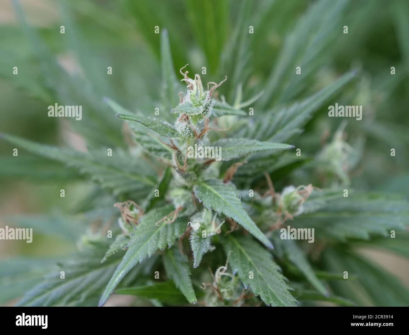 Pianta medicinale di Cannabis Foto Stock