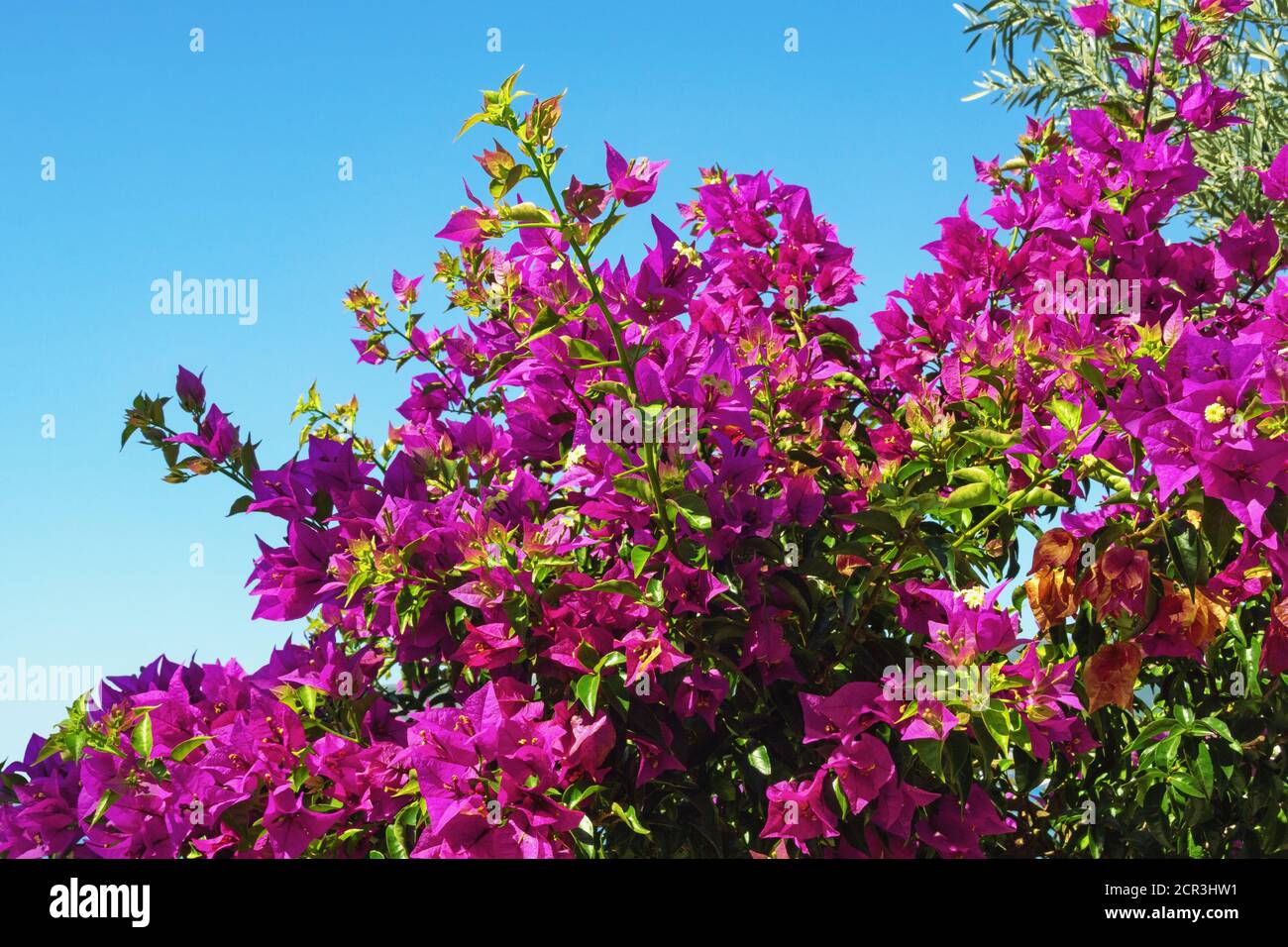 Viola Bougainvillea - vite ornamentale con foglie floreali - contro cielo blu Foto Stock
