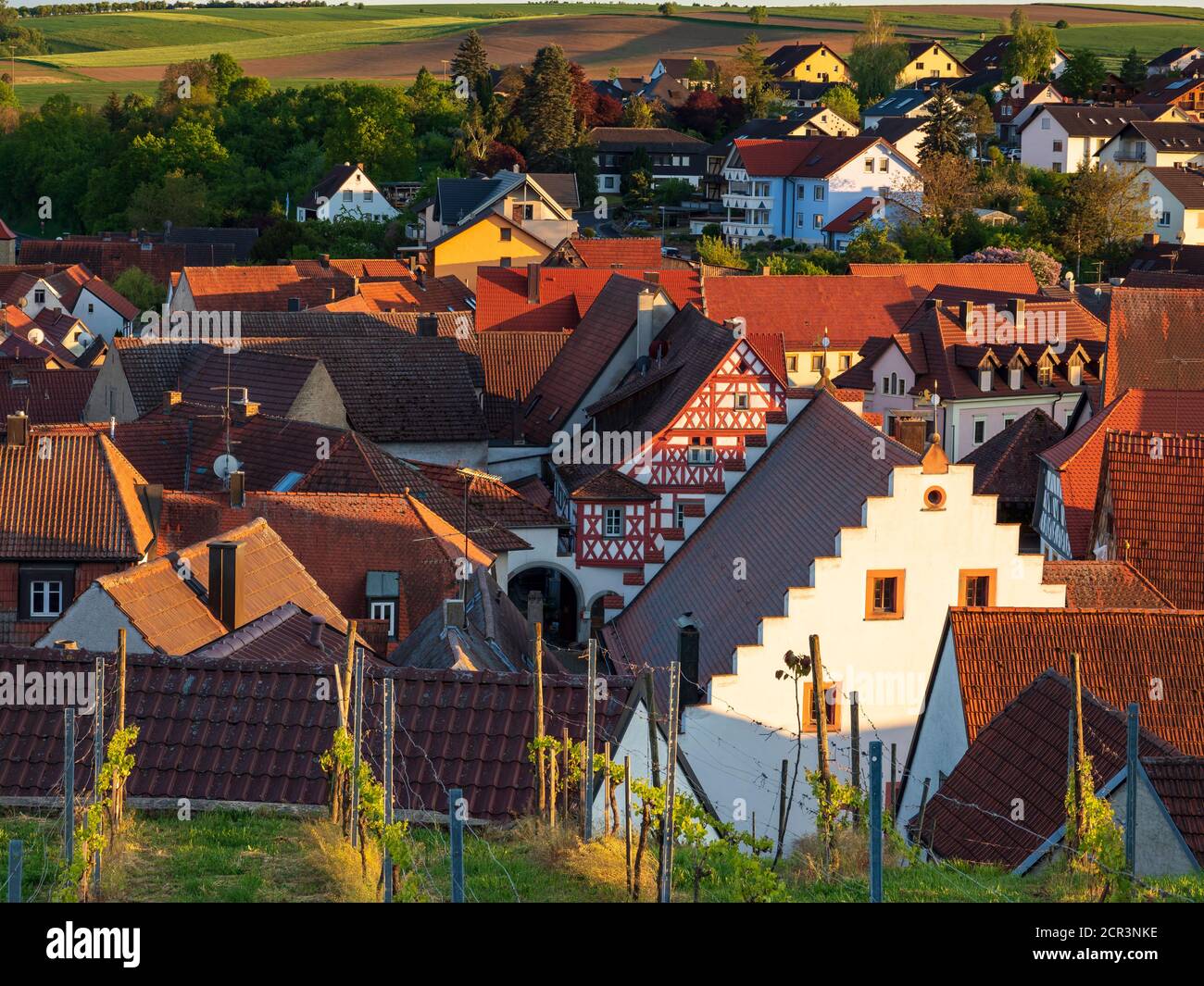 Paesaggio e vigneti vicino a Wipfeld, Schweinfurt distretto, bassa Franconia, Franconia, Baviera, Germania Foto Stock