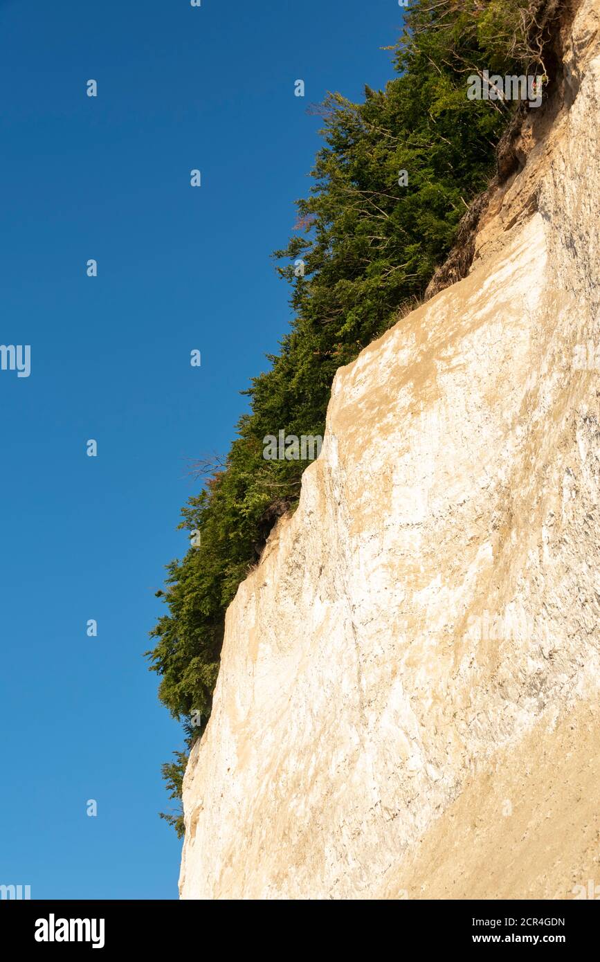 Germania, Meclemburgo-Pomerania occidentale, Sassnitz, scogliere di gesso, Wissower Klinken, alberi sul precipizio, Jasmund National Park, UNESCO World Foto Stock