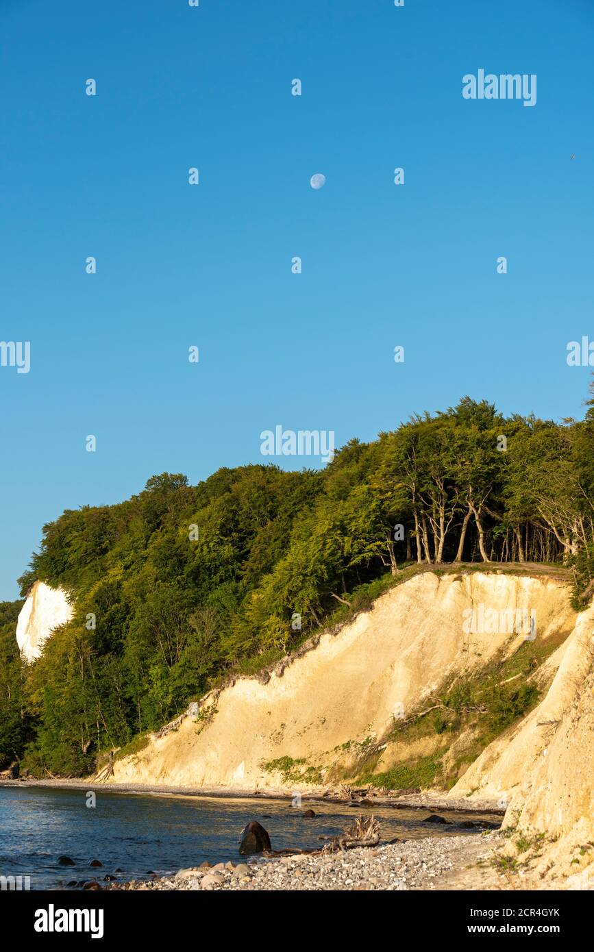 Germania, Meclemburgo-Pomerania occidentale, Sassnitz, scogliere di gesso, Wissower Klinken, alberi sul precipizio, Jasmund National Park, UNESCO World Foto Stock