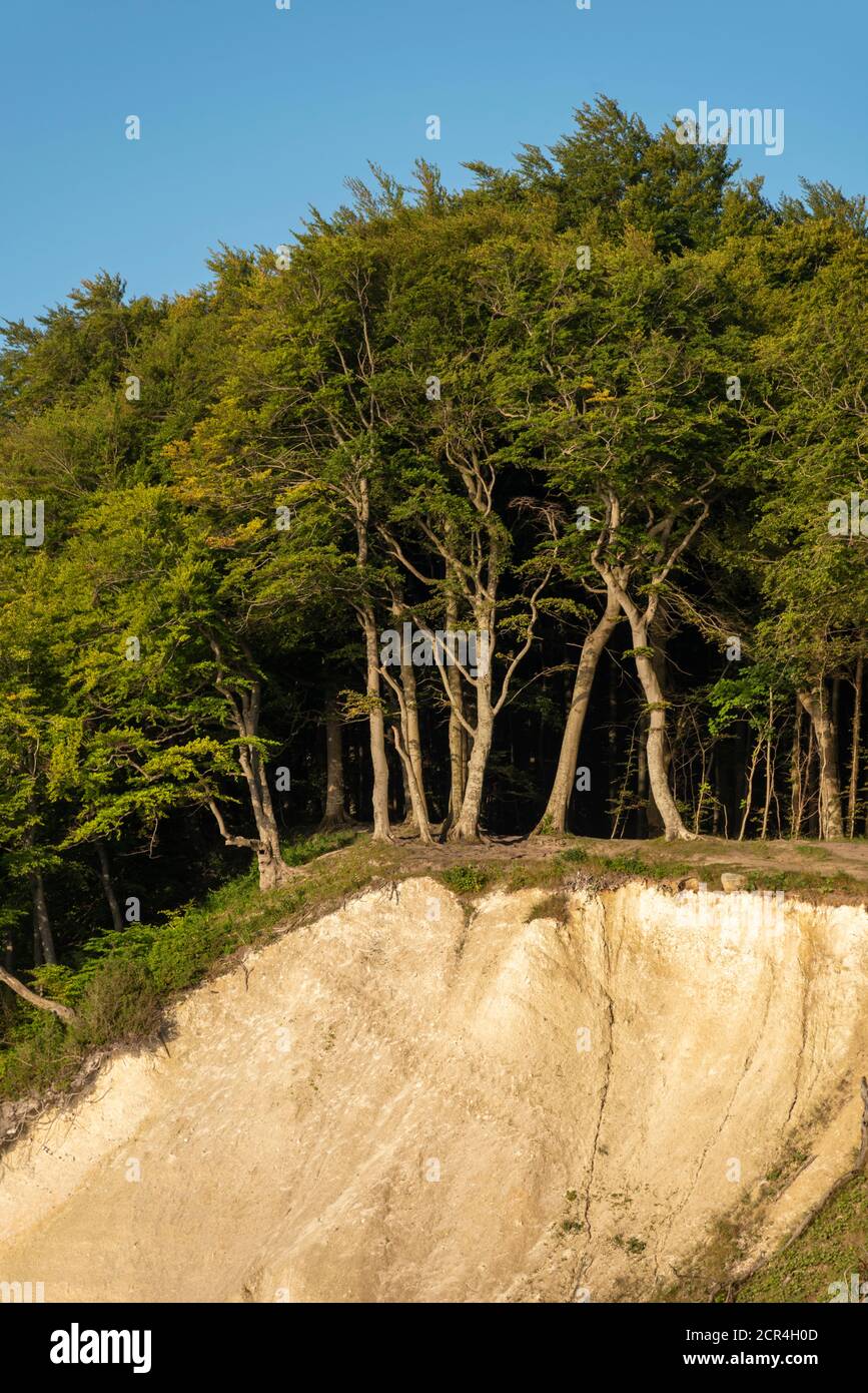 Germania, Meclemburgo-Pomerania occidentale, Sassnitz, scogliere di gesso, Wissower Klinken, alberi sul precipizio, Jasmund National Park, UNESCO World Foto Stock