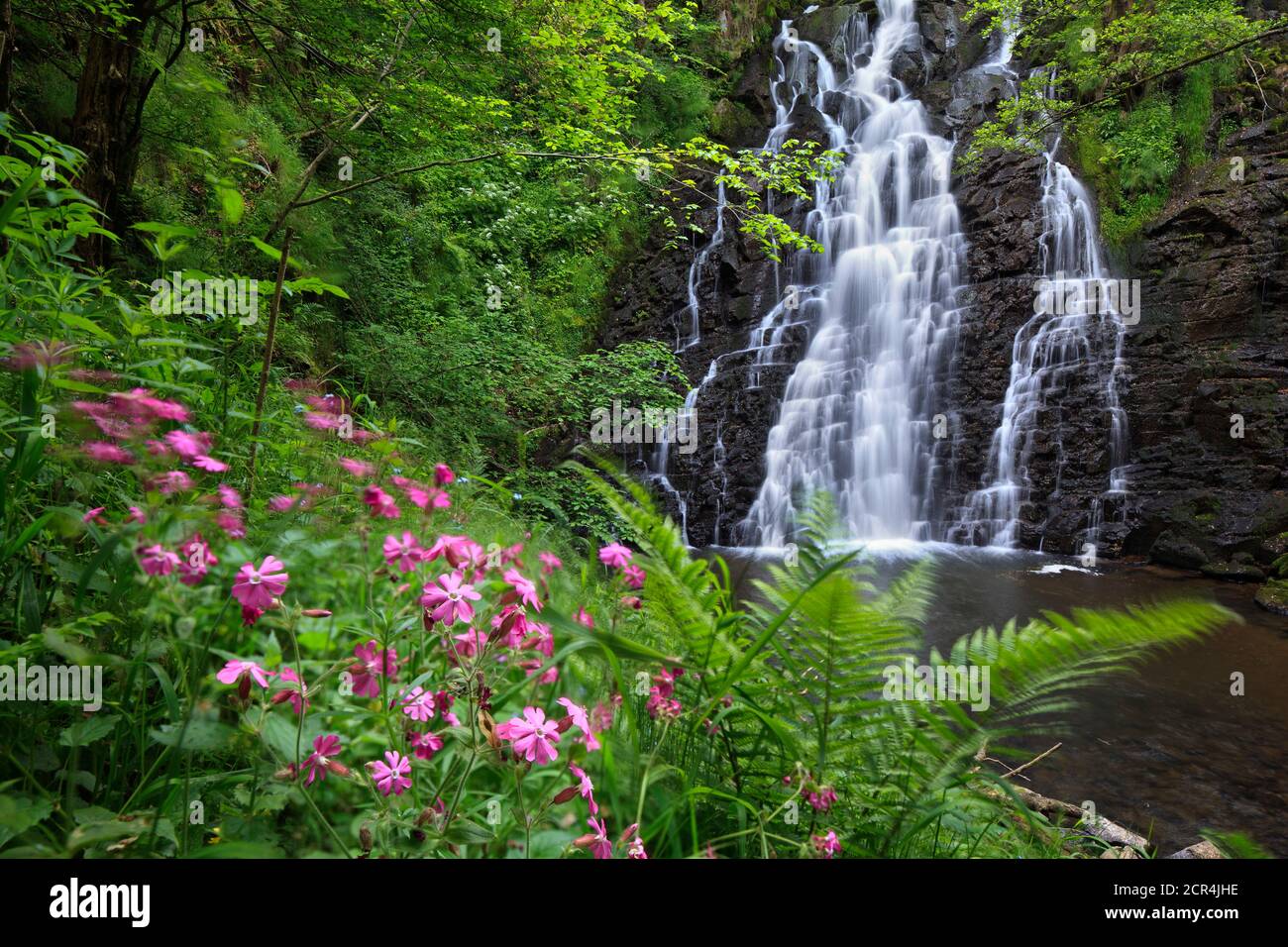 Il Cascade de la Roche si trova a Cheylade, Cantal, Auvergne, Francia. Garofani, felci, dimentichi-me-nots, ontani e numerose erbe di montagna crescono un Foto Stock