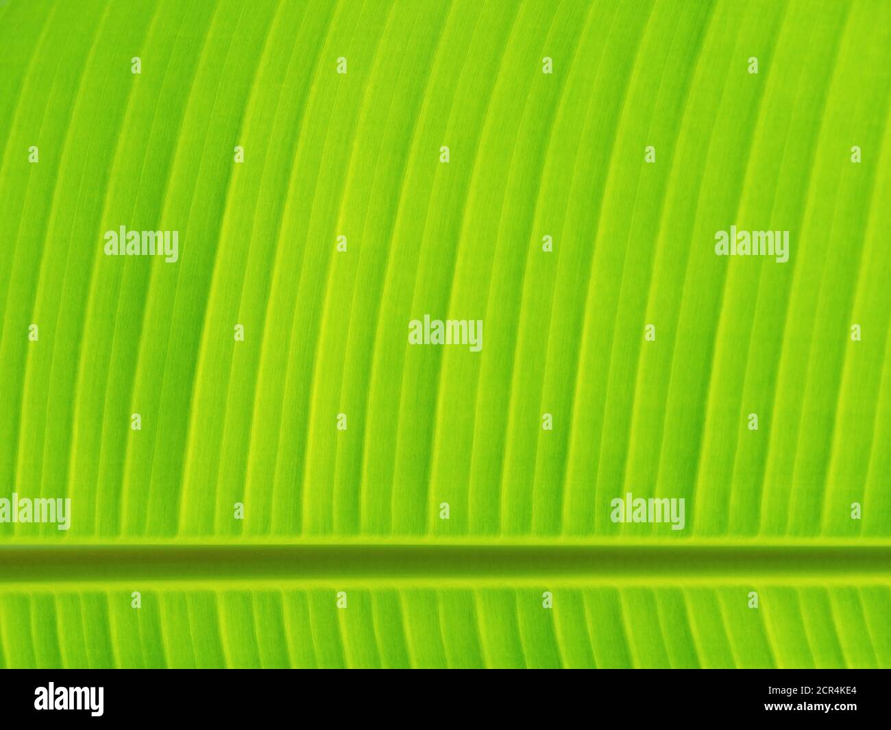 Primo piano di una foglia di palma, Amazon Rainforest, Ecuador. Foto Stock