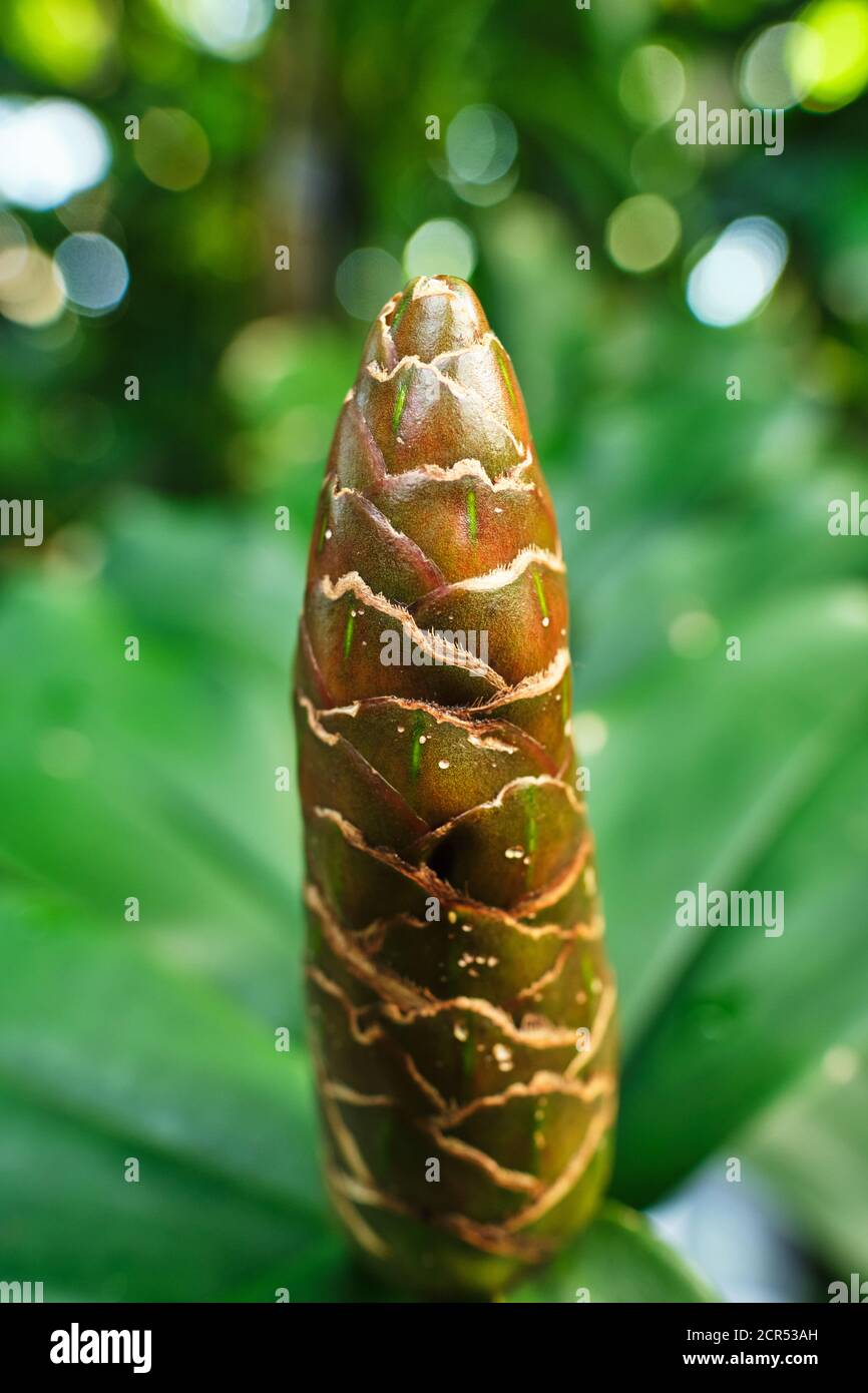 Primo piano di Costus pulverulentus Foto Stock
