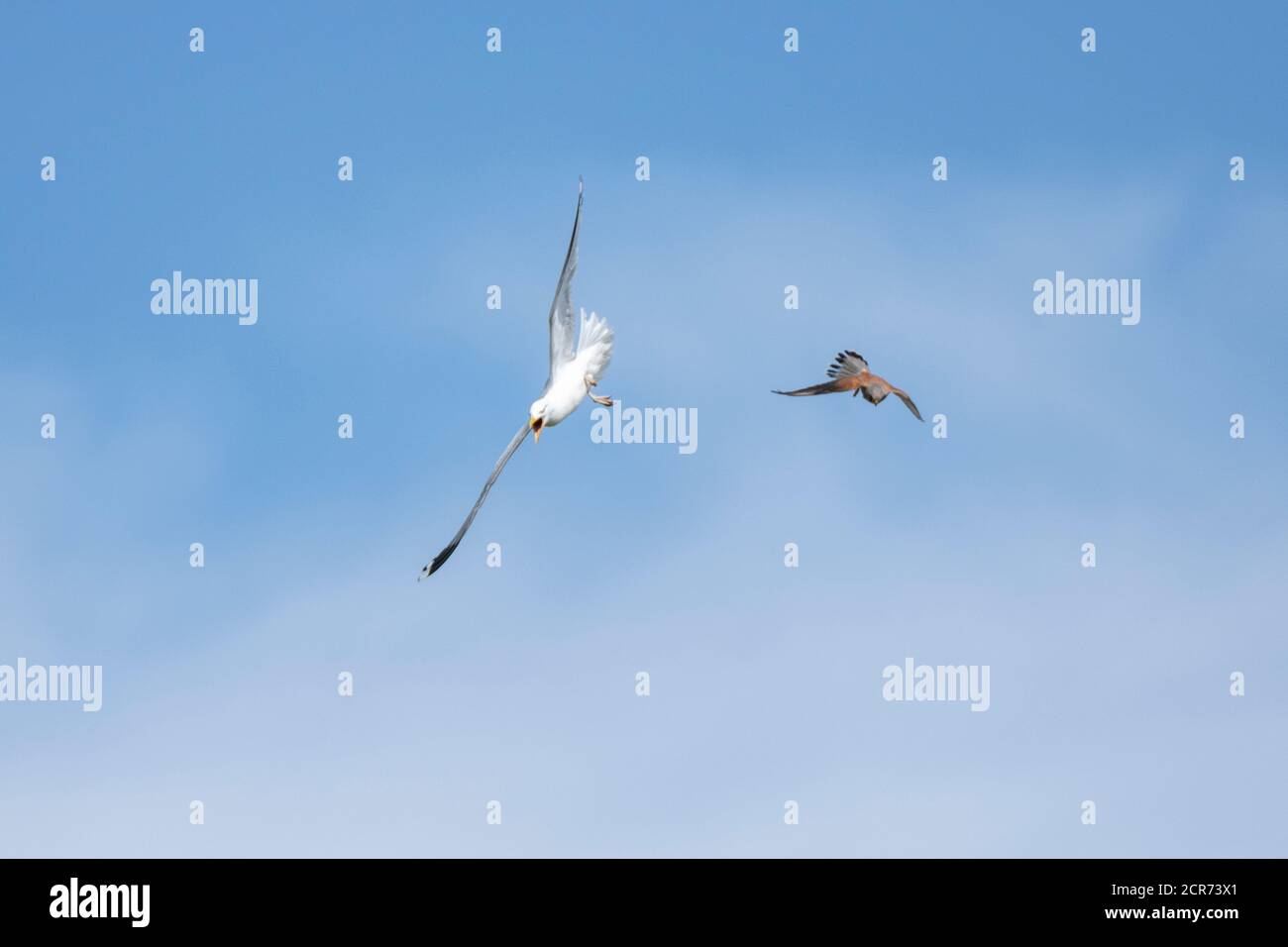 Germania, bassa Sassonia, Juista, gheppio (Falco tinnunculus), in volo in fuga da un gabbiano di aringa. Foto Stock