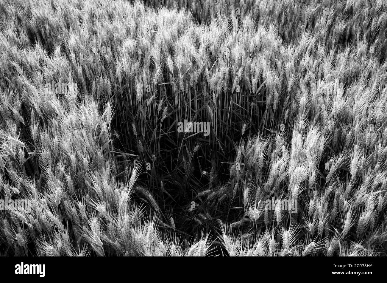 Spighe di grano nel campo del grano, Baden-Württemberg, Germania Foto Stock