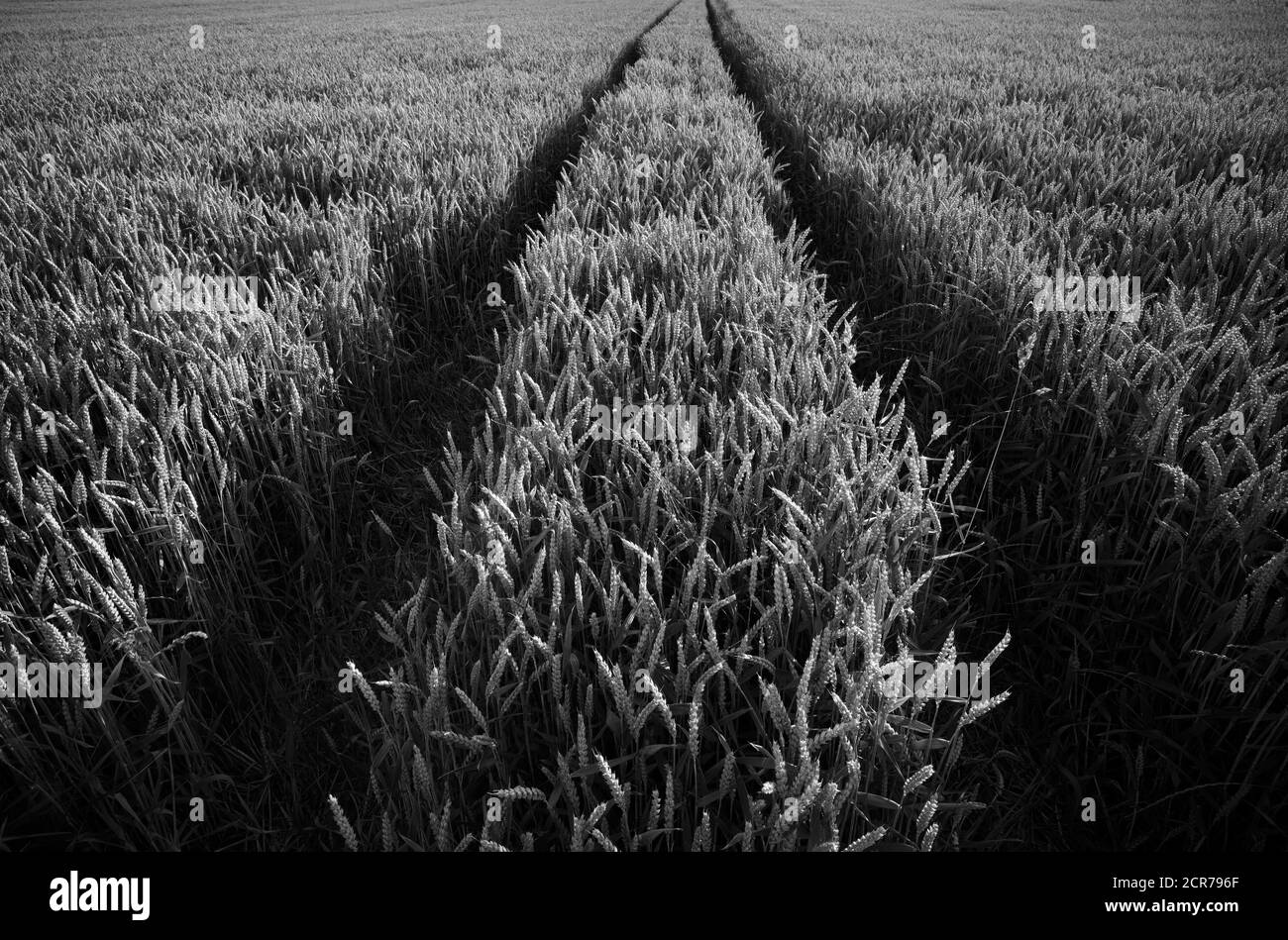 Piste nel campo del grano, Baden-Württemberg, Germania Foto Stock