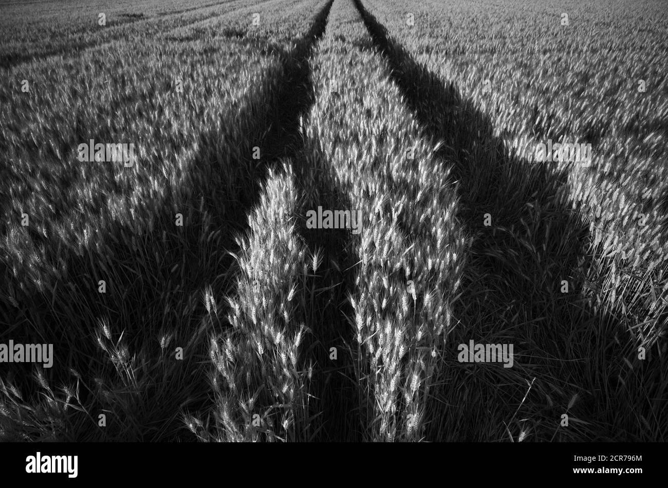 Piste nel campo del grano, Baden-Württemberg, Germania Foto Stock