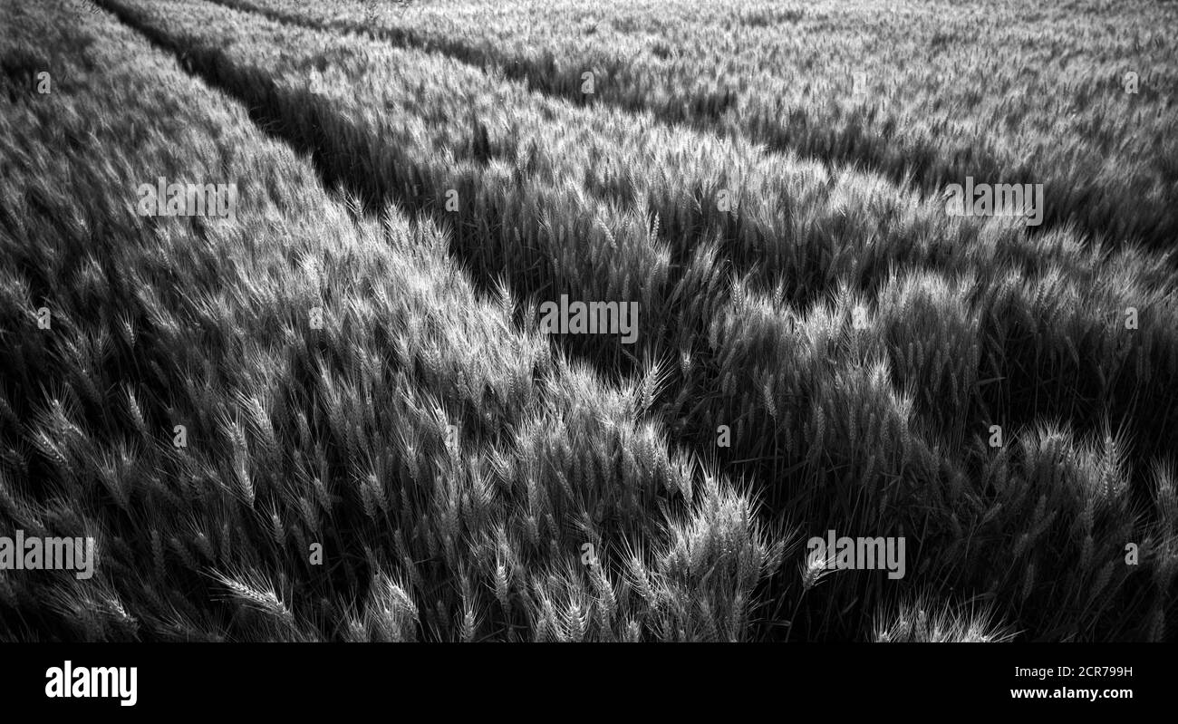 Piste nel campo del grano, Baden-Württemberg, Germania Foto Stock