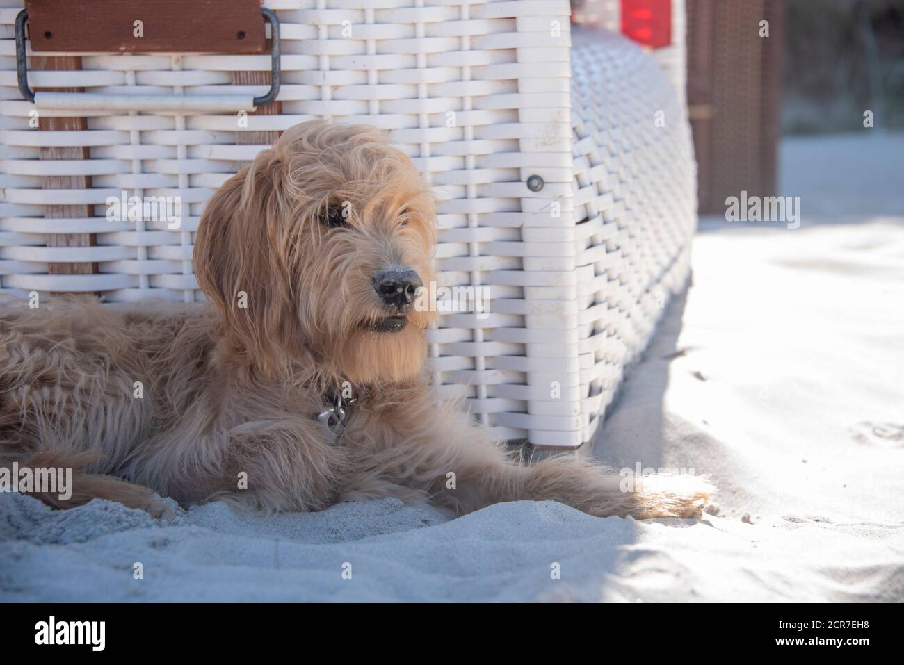 Il giovane cane, il cane, Mini Goldendoodle, si trova di fronte a una sedia da spiaggia nella morbida sabbia baltica Foto Stock