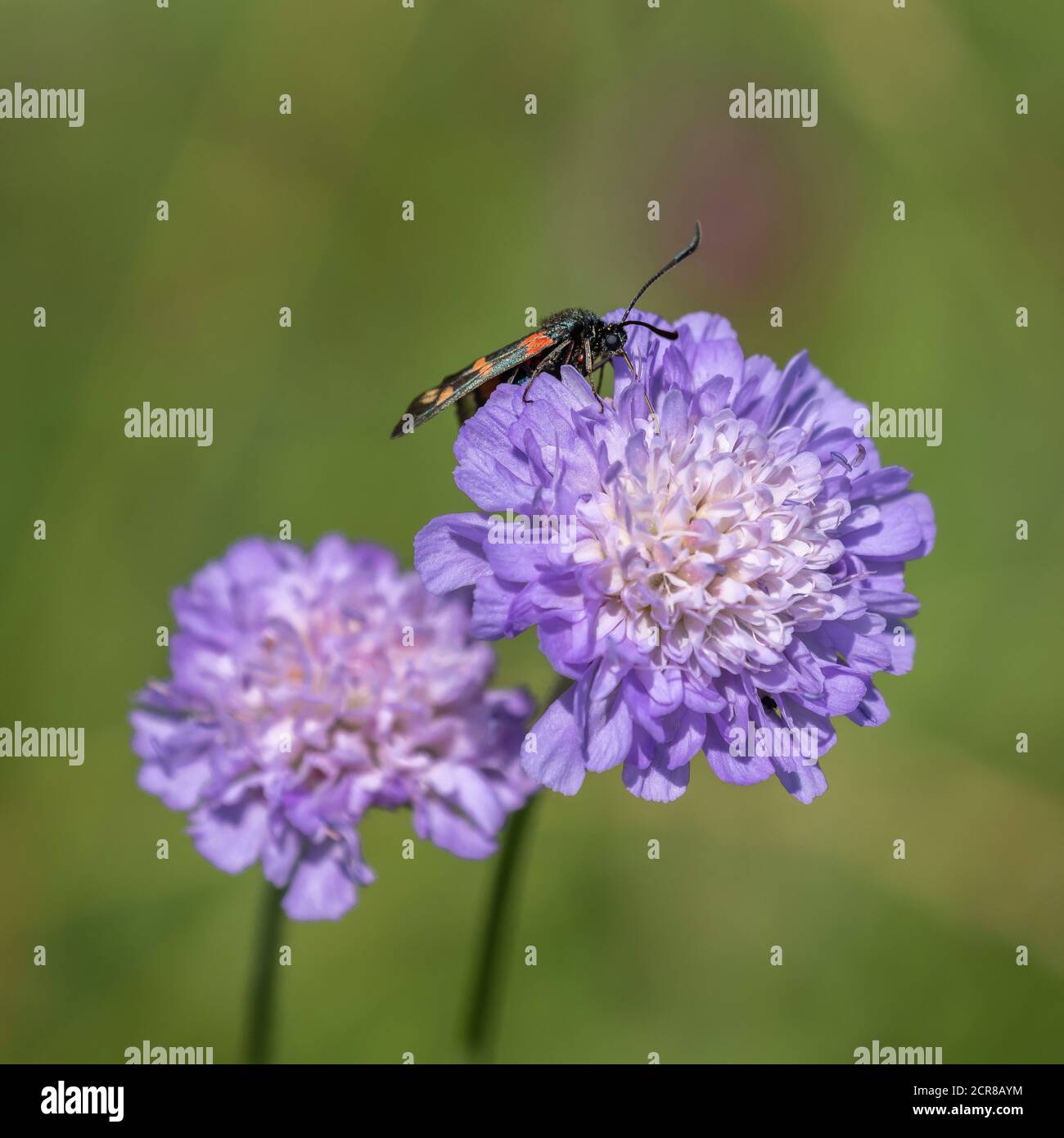 Kleewidderchen, Zygaena lonicerae, insetto, farfalla, fioritura, Alb sveva, Baden-Wuerttemberg, Germania, Europa Foto Stock