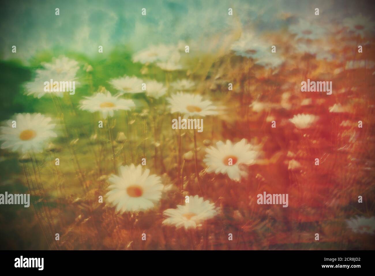 Foto di blur e movimento di fiori di bloomsom in campo per la natura sfondo astratto. Foto Stock