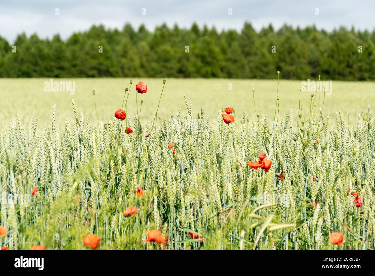 Meclemburgo Lake District, strada di campagna, campo di grano con papaveri Foto Stock Meclemburgo Lake District, strada di campagna, campo di grano con papaveri Foto Stock