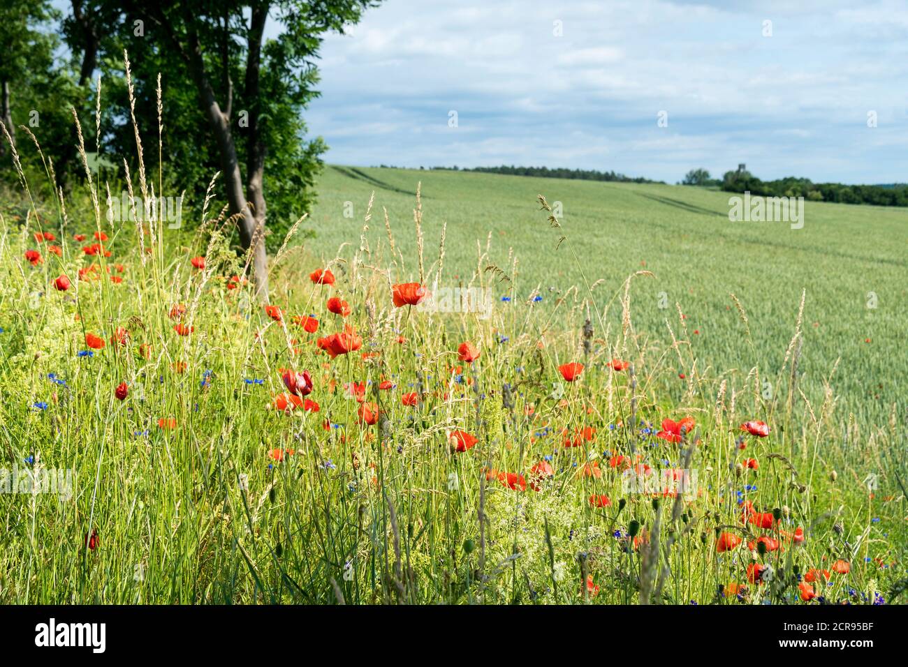 Meclemburgo Lake District, strada di campagna, campo con fiori estivi Foto Stock