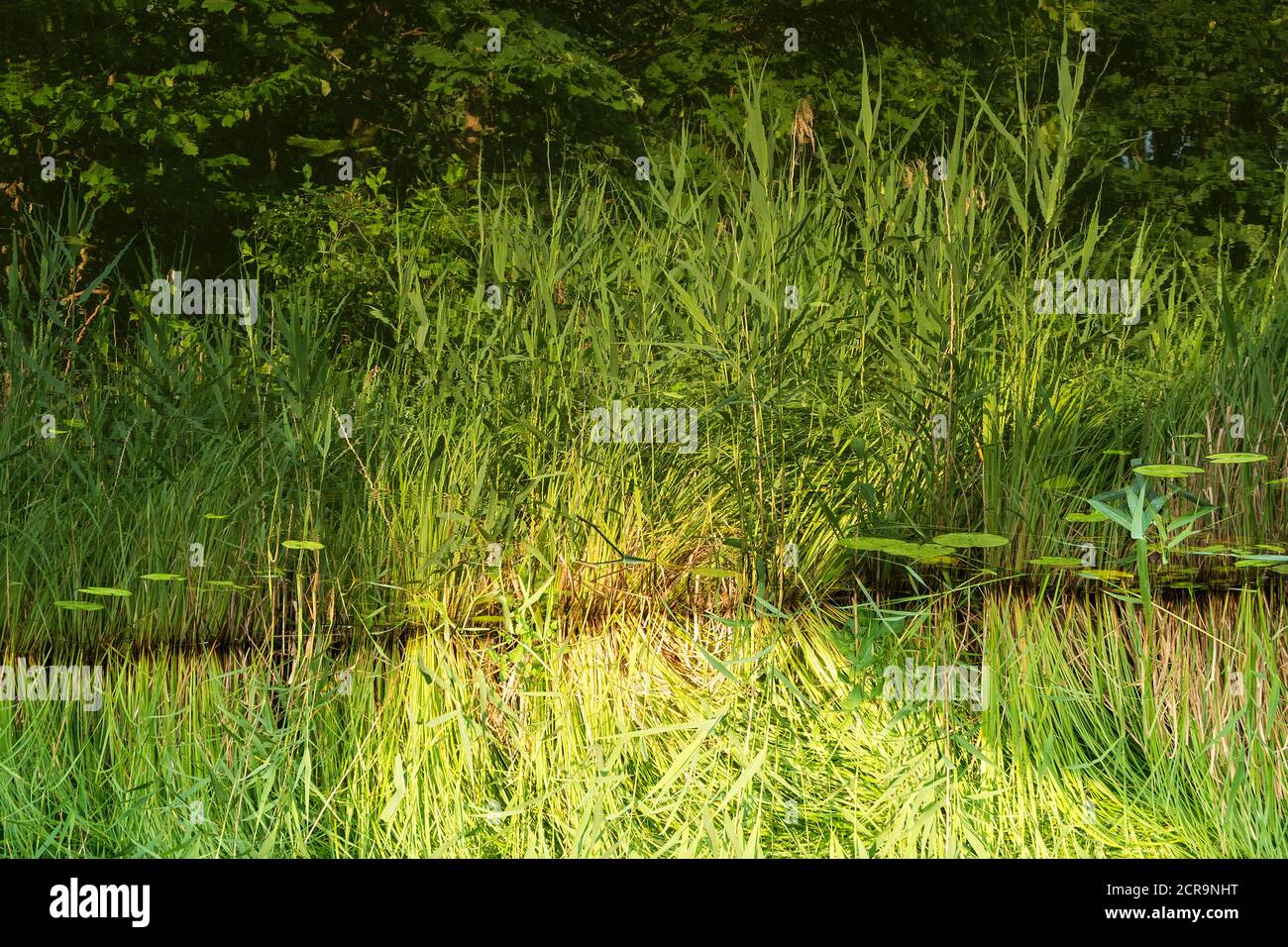 Meclemburgo Lake District, canne, riflesso, ruotato di 180 gradi Foto Stock