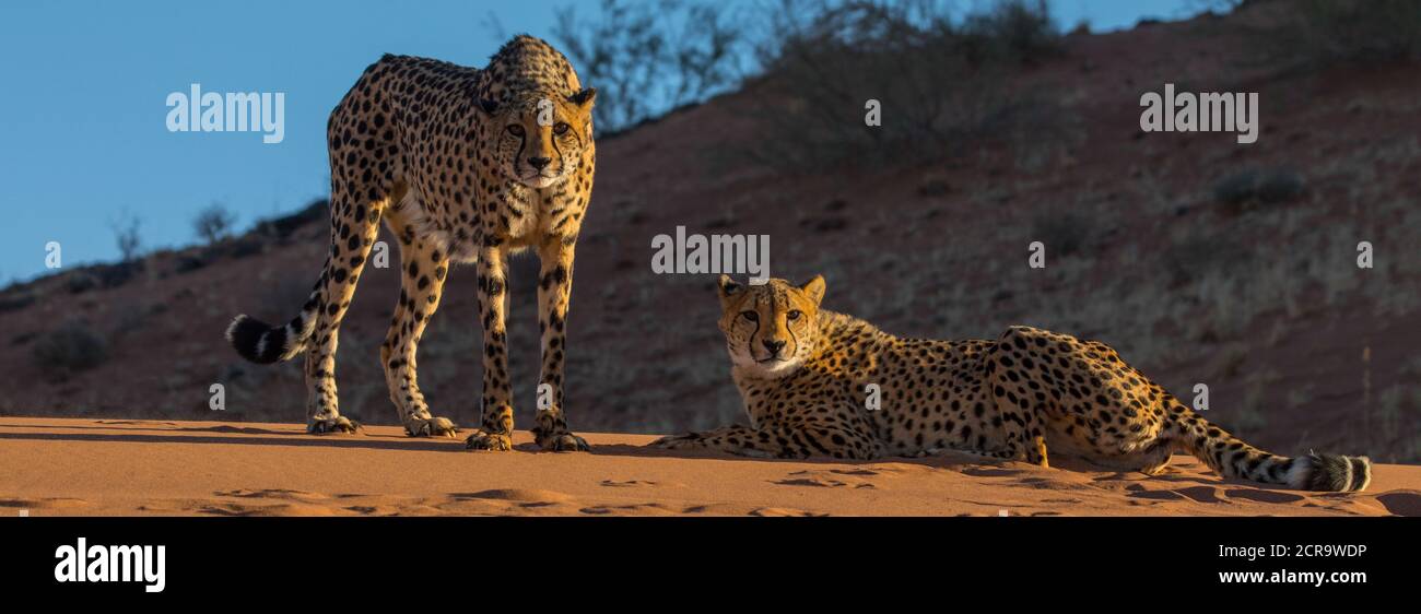 Ghepardi nei Monti Tiras al Kiss Kanaan Na'an Ritiro nel deserto Foto Stock