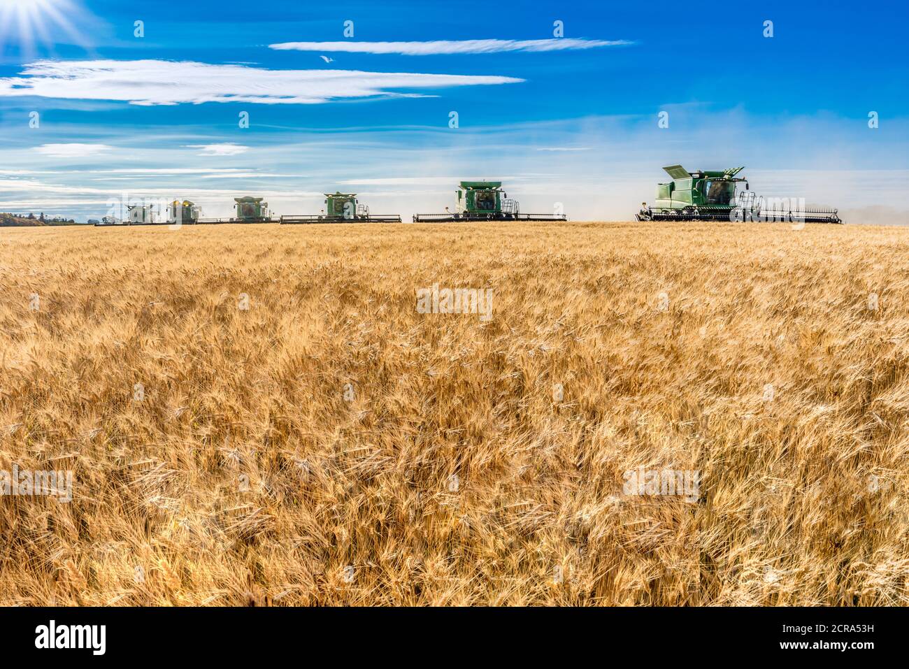 Wymark, SK- 8 settembre 2020: Più mietitrebbie che raccolgono grano in un campo al tramonto a Wymark, Saskatchewan Foto Stock