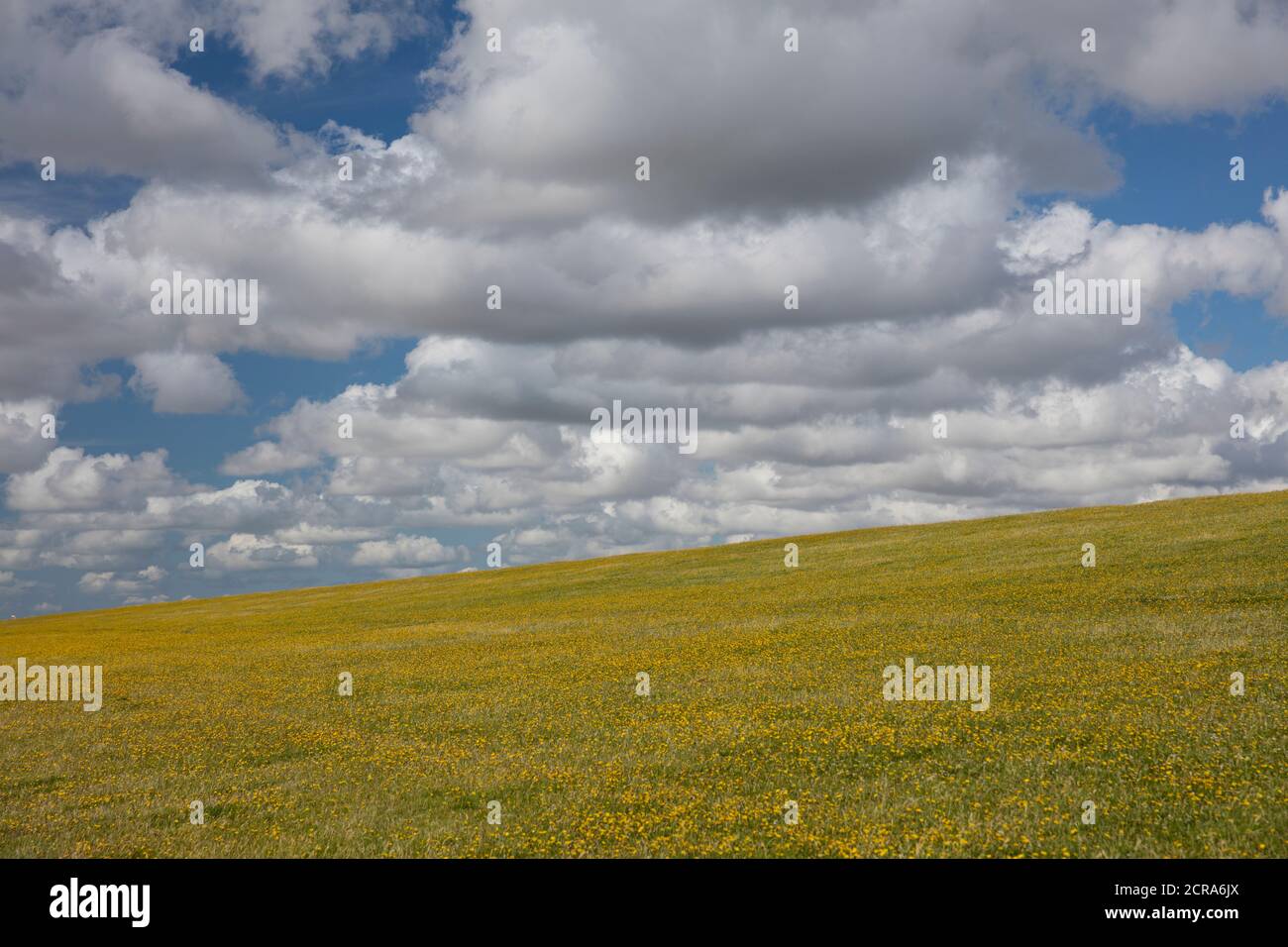 Prato di fiori gialli, cielo blu, nuvole, Mare del Nord Foto Stock