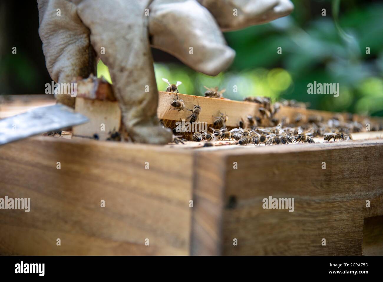 Api da miele europee (Apis mellifera) Foto Stock