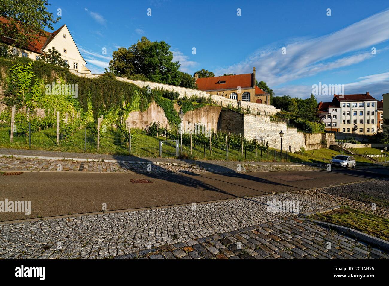 Vigneti sotto il monastero francescano di Zeitz, Burgenlandkreis, Sassonia-Anhalt, Germania Foto Stock