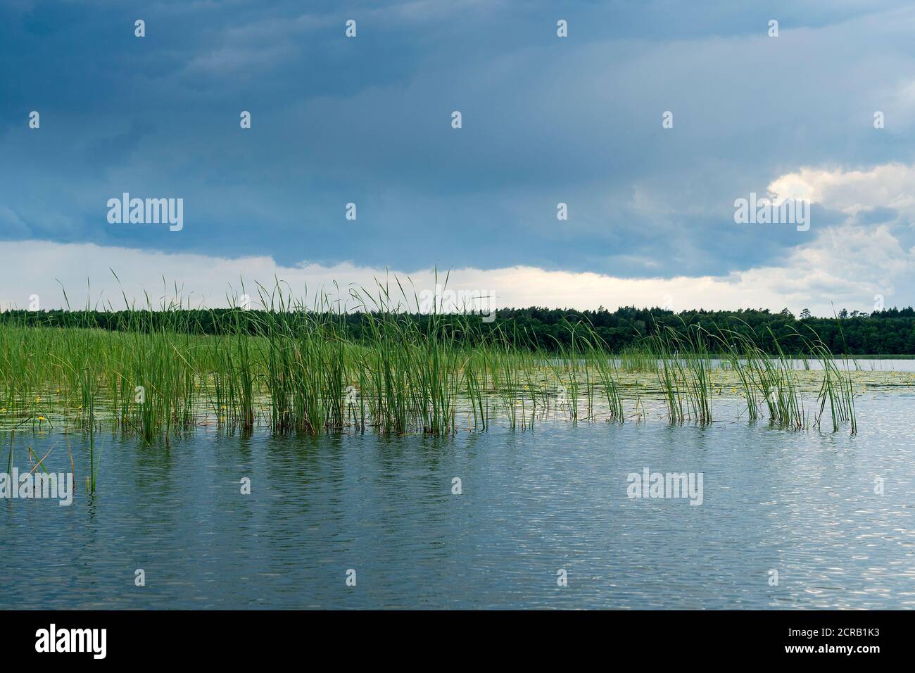 Mecklenburg Lake District, Gobenowsee, canne, umore temporale Foto Stock