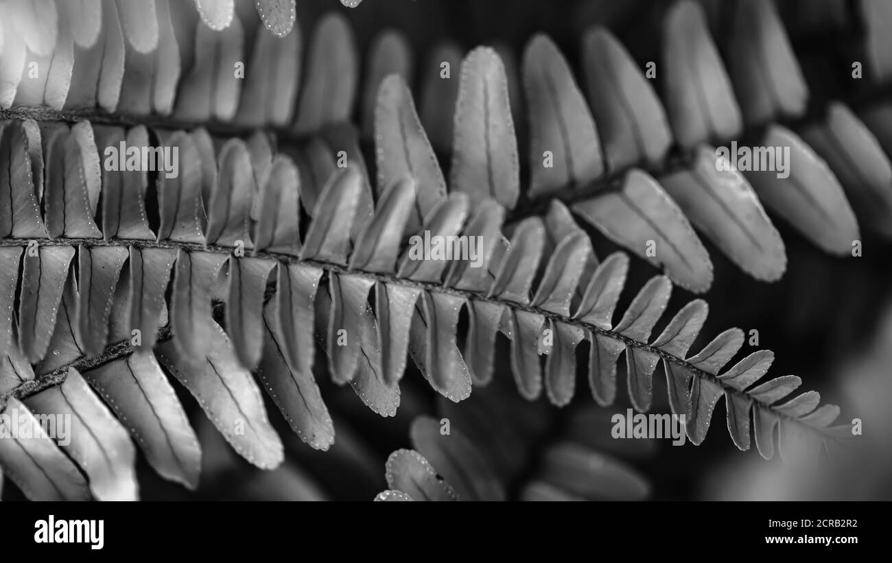 Macro e fuoco selettivo immagine astratta di una foglia di felce con sfondo sfocato in bianco e nero Foto Stock