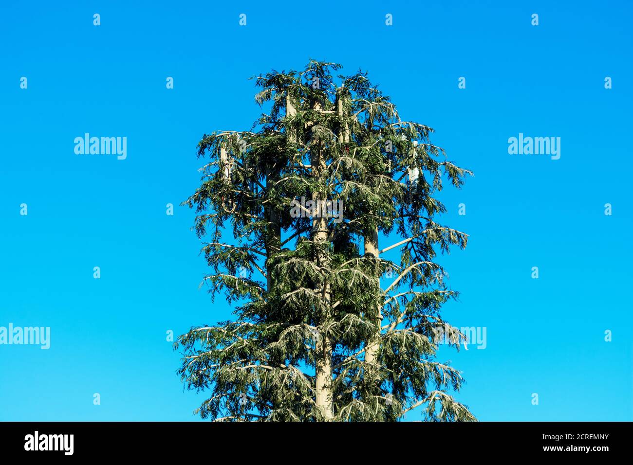 La torre del telefono cellulare mascherata e camuffata come un falso albero di pino alto sotto il cielo blu. La stazione cellulare nascosta si distingue per la forma del fogliame e b Foto Stock