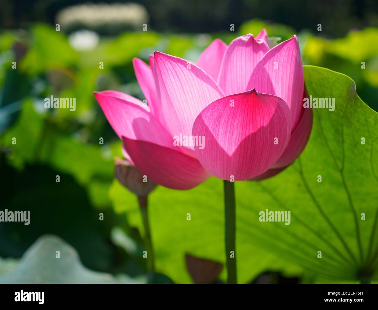 Fiore di loto (Nelumbo nucifera) in un giardino a Tokyo Giappone Foto Stock
