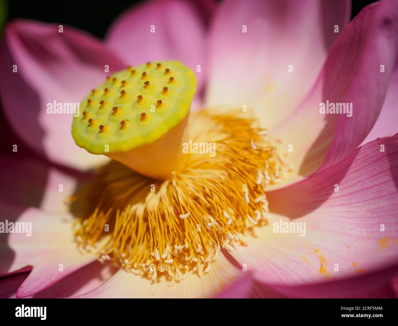 Fiore di loto (Nelumbo nucifera) in un giardino a Tokyo Giappone Foto Stock