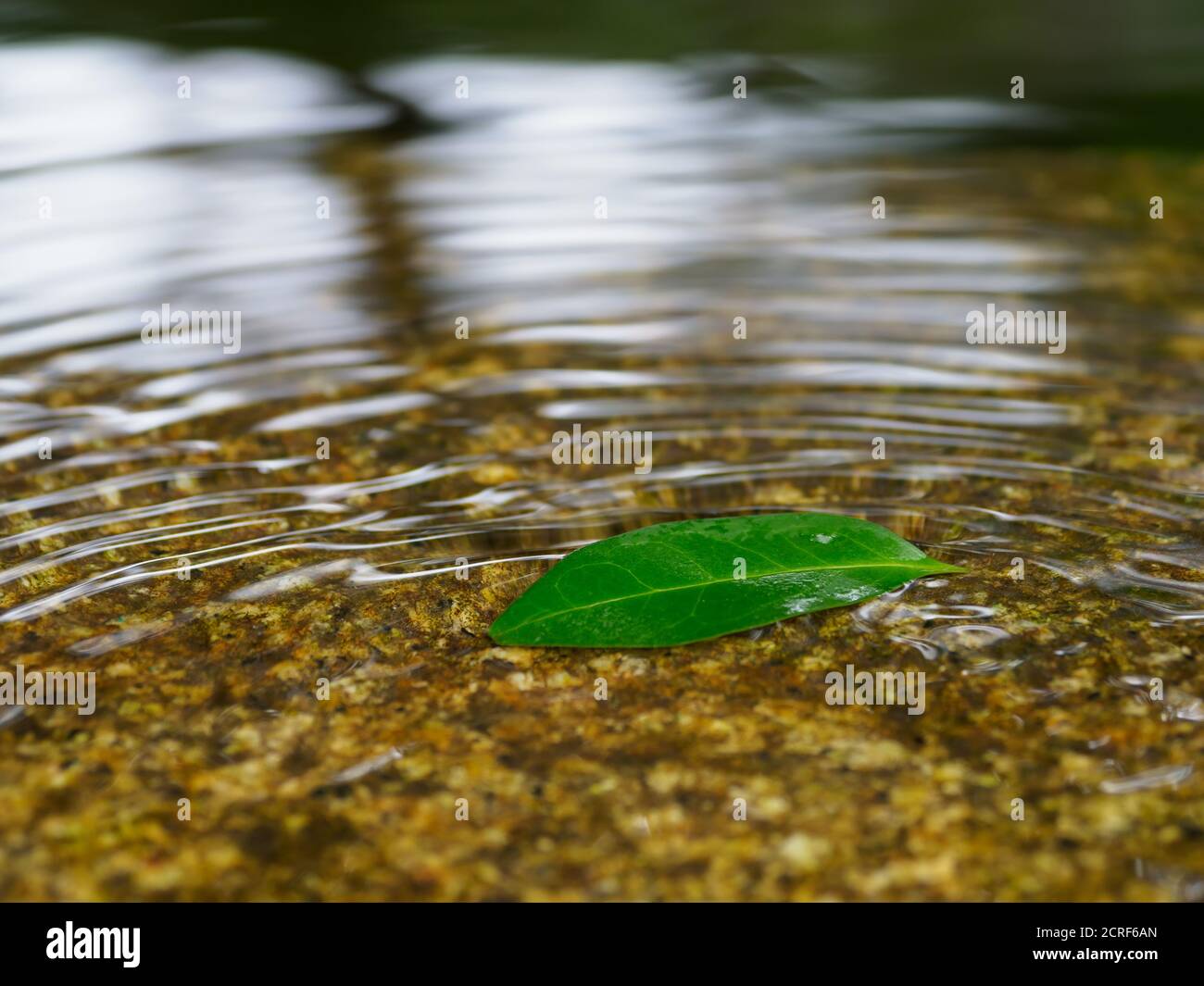 Una foglia verde che galleggia in un laghetto Foto Stock