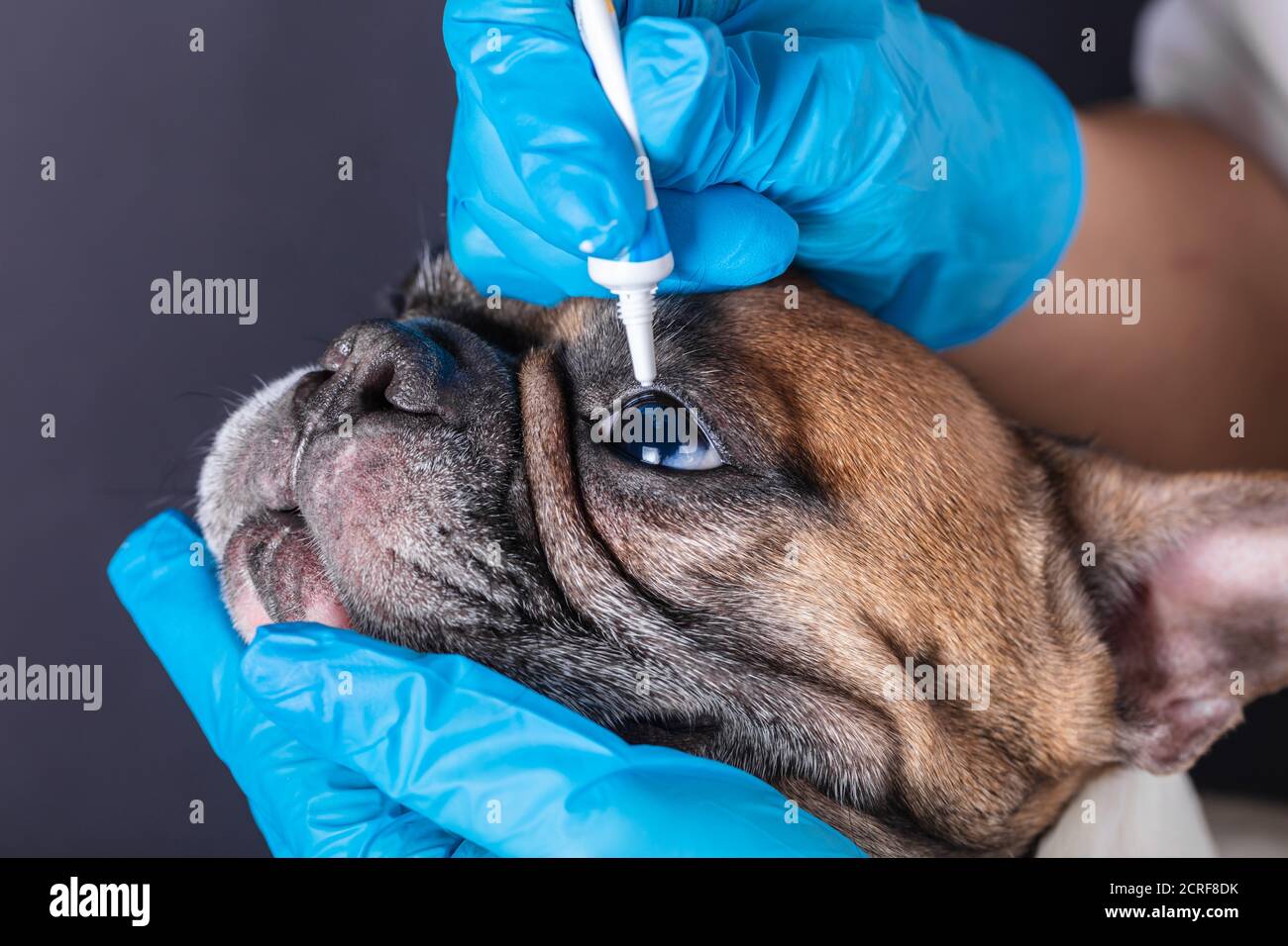 La medicina in un occhio di un cane bulldog francese Foto Stock