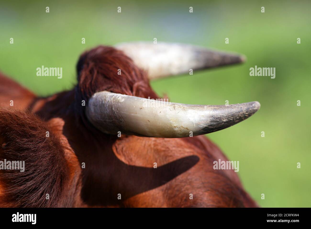 Corna da una mucca Lakenvelder. La cintura olandese, conosciuta come Lakenvelder, è una razza di bovini da latte. Foto Stock