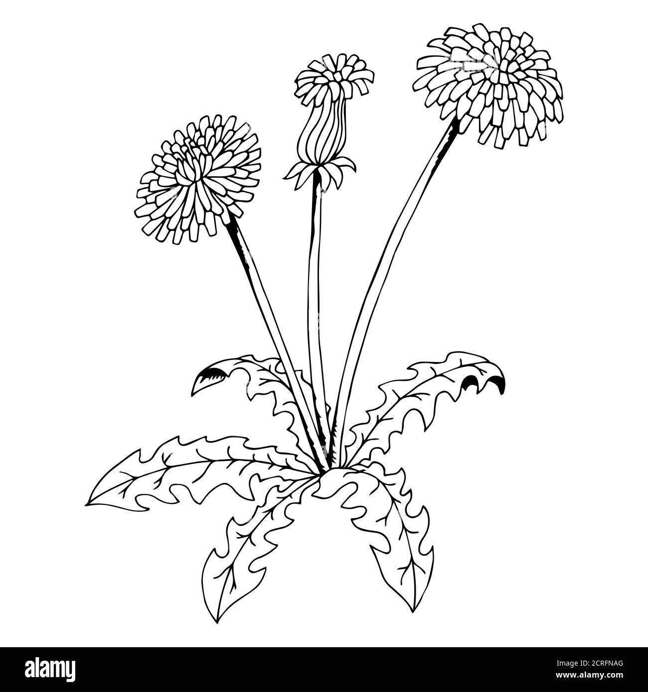 Taraxacum dente di leone fiore grafica arte bianco nero isolato illustrazione vettore Illustrazione Vettoriale