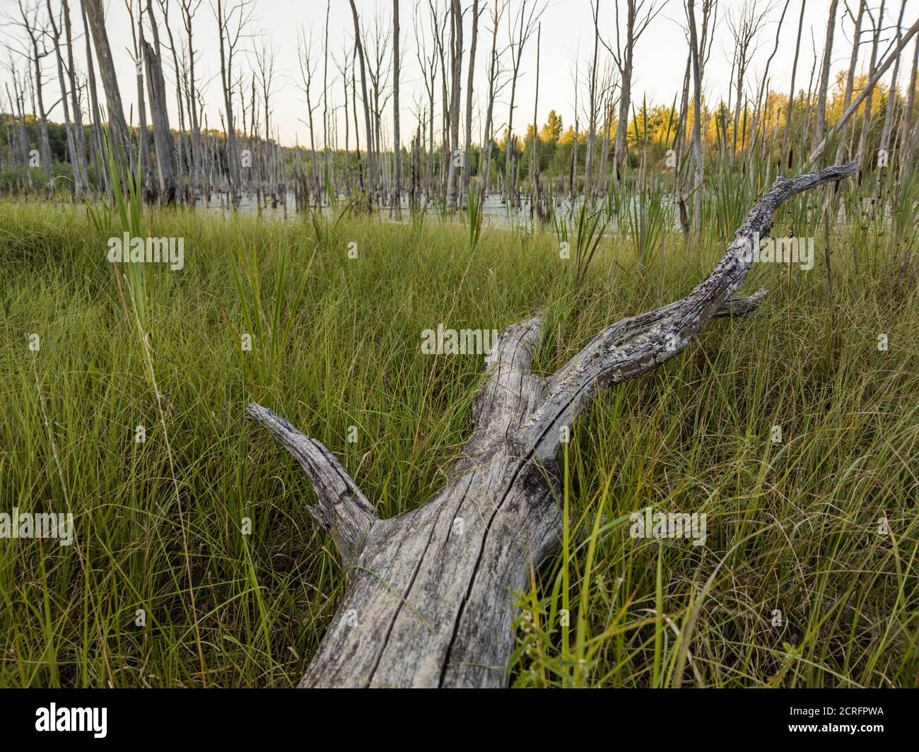 mattina nella palude estiva con tronco di albero grigio asciutto dentro primo piano e sfondo sfocato - fuoco selettivo scatto grandangolare Foto Stock