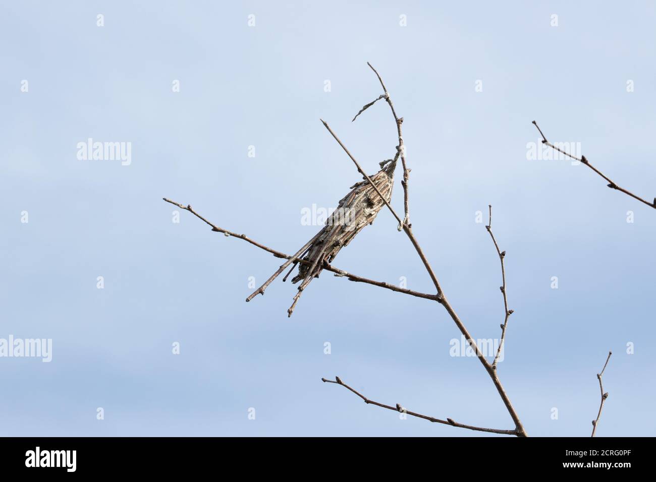 Un Cocoon australiano di Baghworm (Psychidae) per una falena Foto Stock