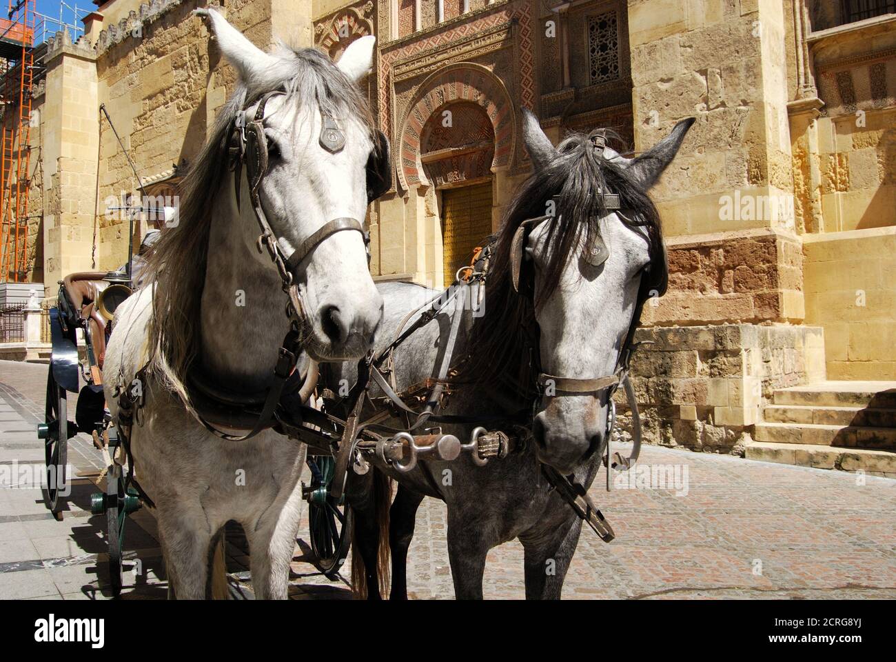 Carrozza trainata da cavalli fuori della Mezquita, Cordova, Spagna - 01 aprile 2008 Foto Stock