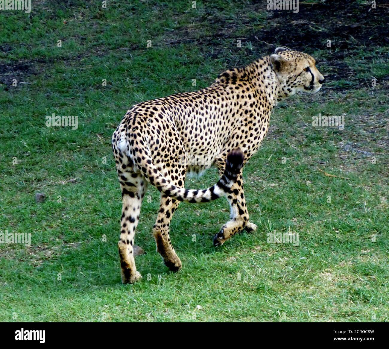 Giovane bello animale selvaggio predatore ghepardo nella riserva naturale isola Mauritius, fauna esotica Foto Stock