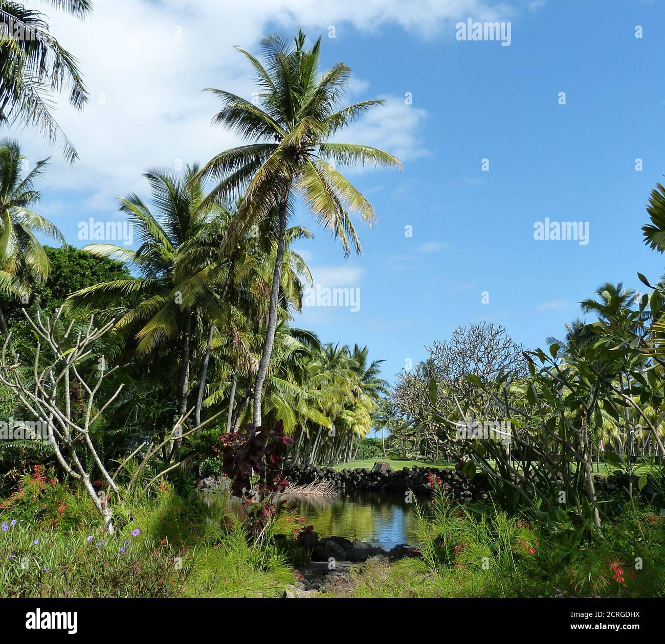 Giardino tropicale di palme con laghetto poco calmo su isola esotica. Tranquillo luogo appartato, soleggiata giornata estiva in tropici. Verdi palme da cocco sul fiume. Foto Stock