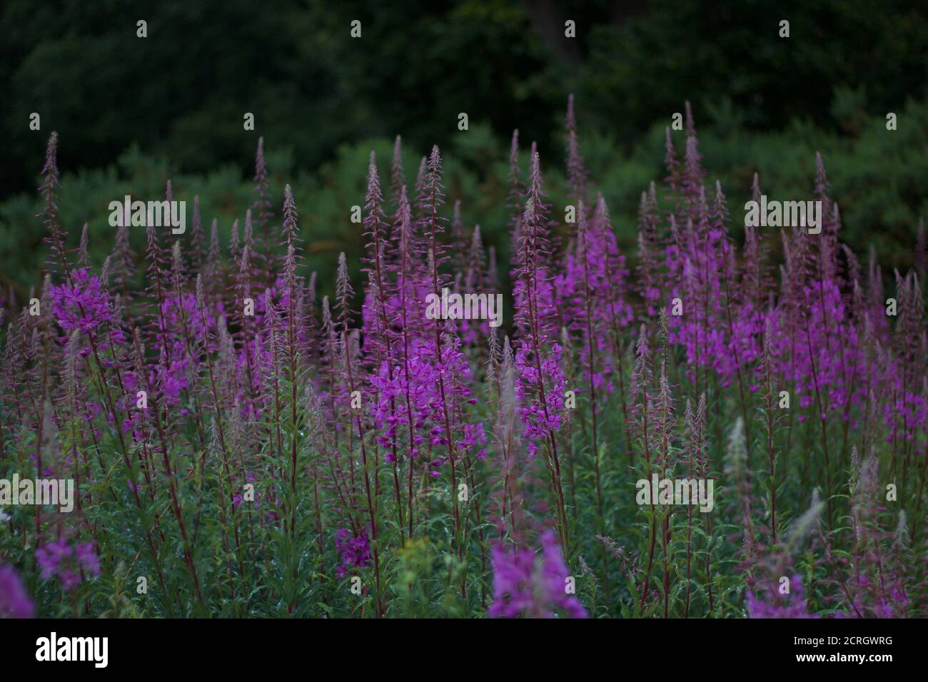 Fiori viola rosa in ambiente boscoso per l'uso come sfondo con copyspace Foto Stock