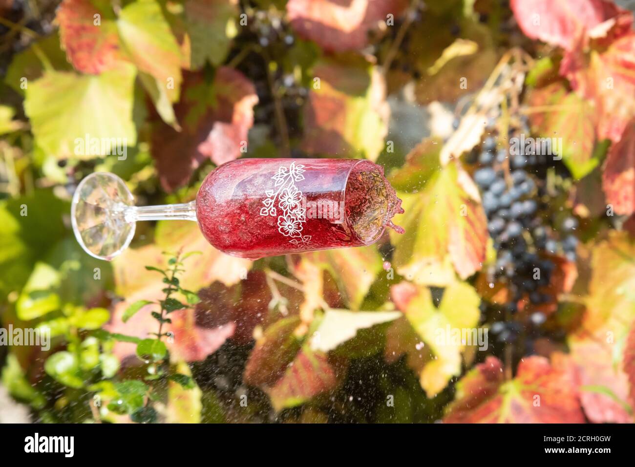 Calice con vino rosso cade sullo sfondo di un vigneto con uva. Fuoriuscita di vino da un bicchiere cadente. Foto Stock