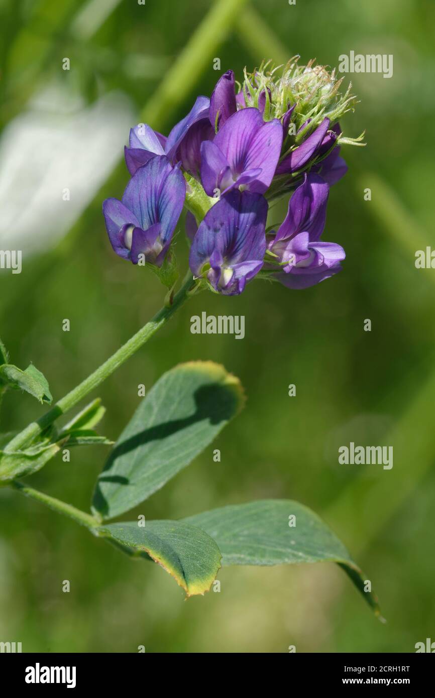 Lucerna - Medicago sativa, fiore selvatico naturalisd blu Foto Stock