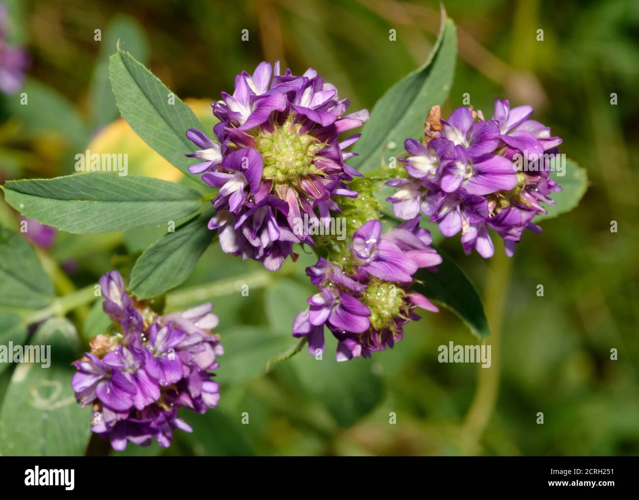 Lucerna - Medicago sativa, fiore selvatico naturalisd blu Foto Stock