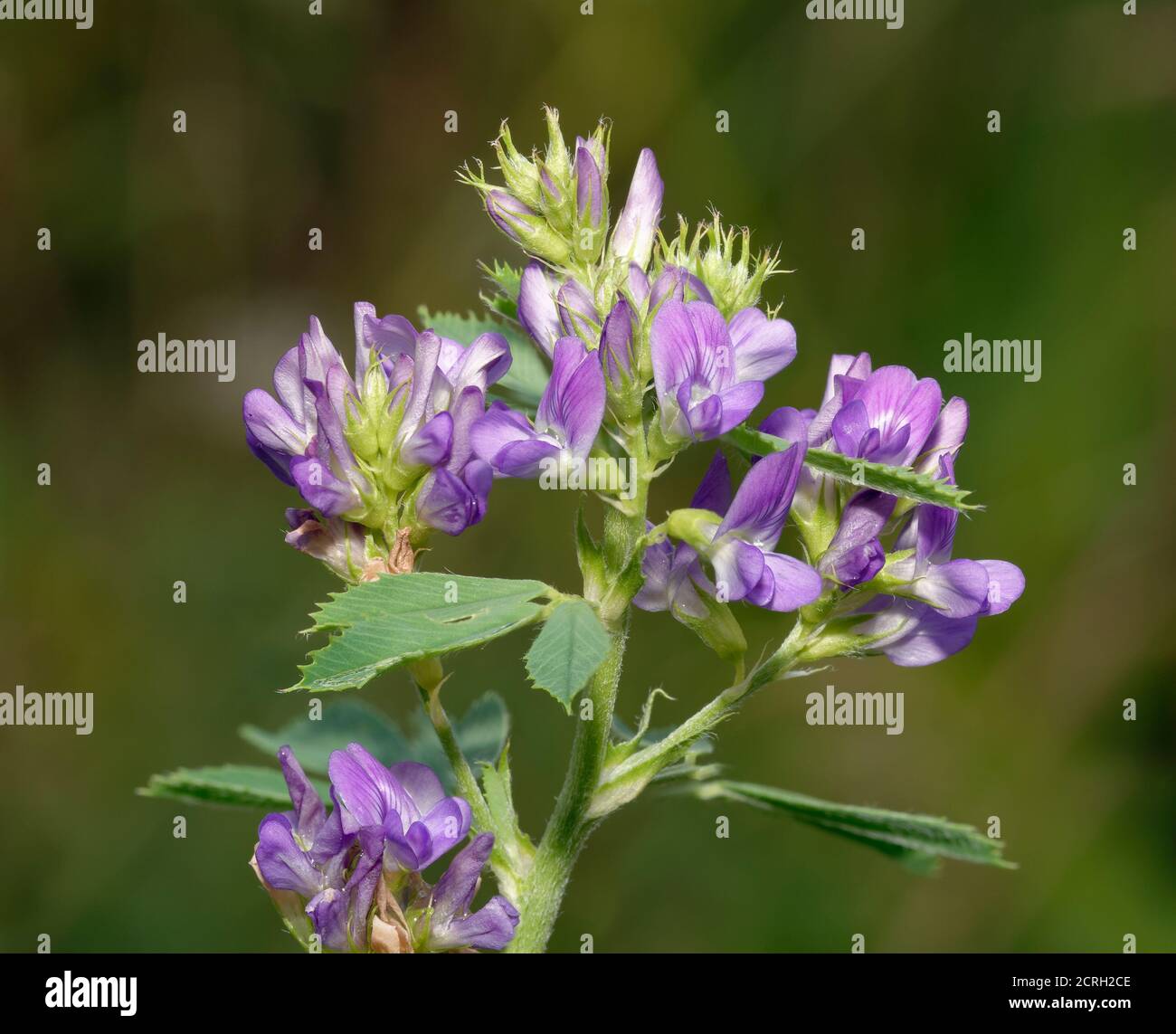Lucerna - Medicago sativa, fiore selvatico naturalisd blu Foto Stock