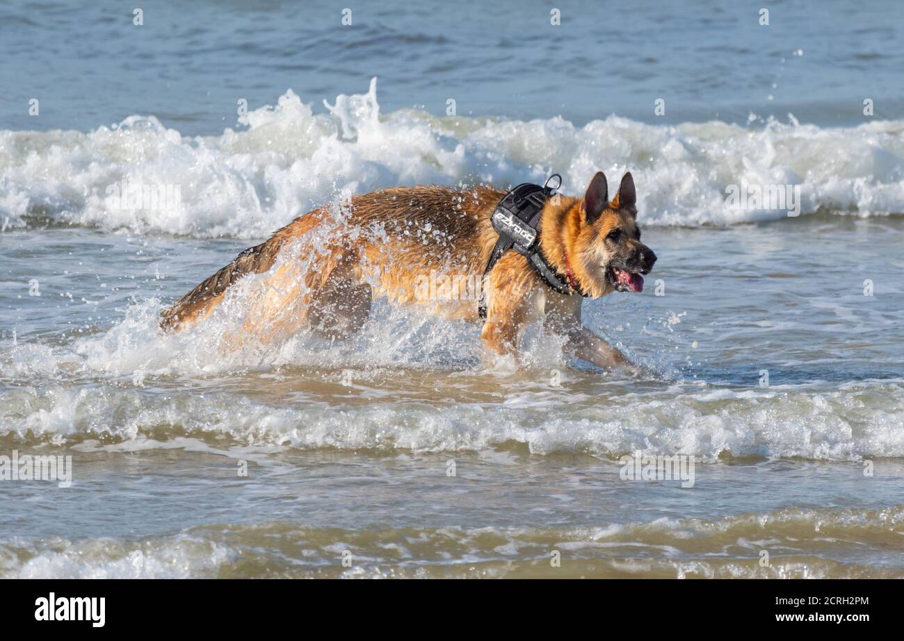 Vista laterale di un cane tedesco Pastore (AKA alsaziano) nel mare nel Regno Unito. Cane che gioca in acqua. Foto Stock